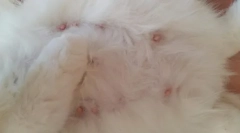 Колко зърна в котки и котки